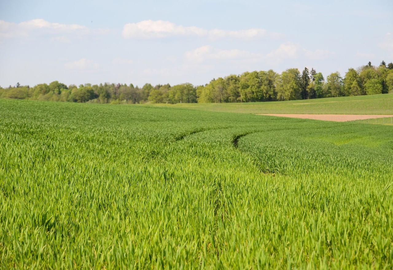 Making Sustainable Choices - A Beginner's Guide to Green Shopping